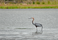 Purpurreiher (1 von 12).jpg